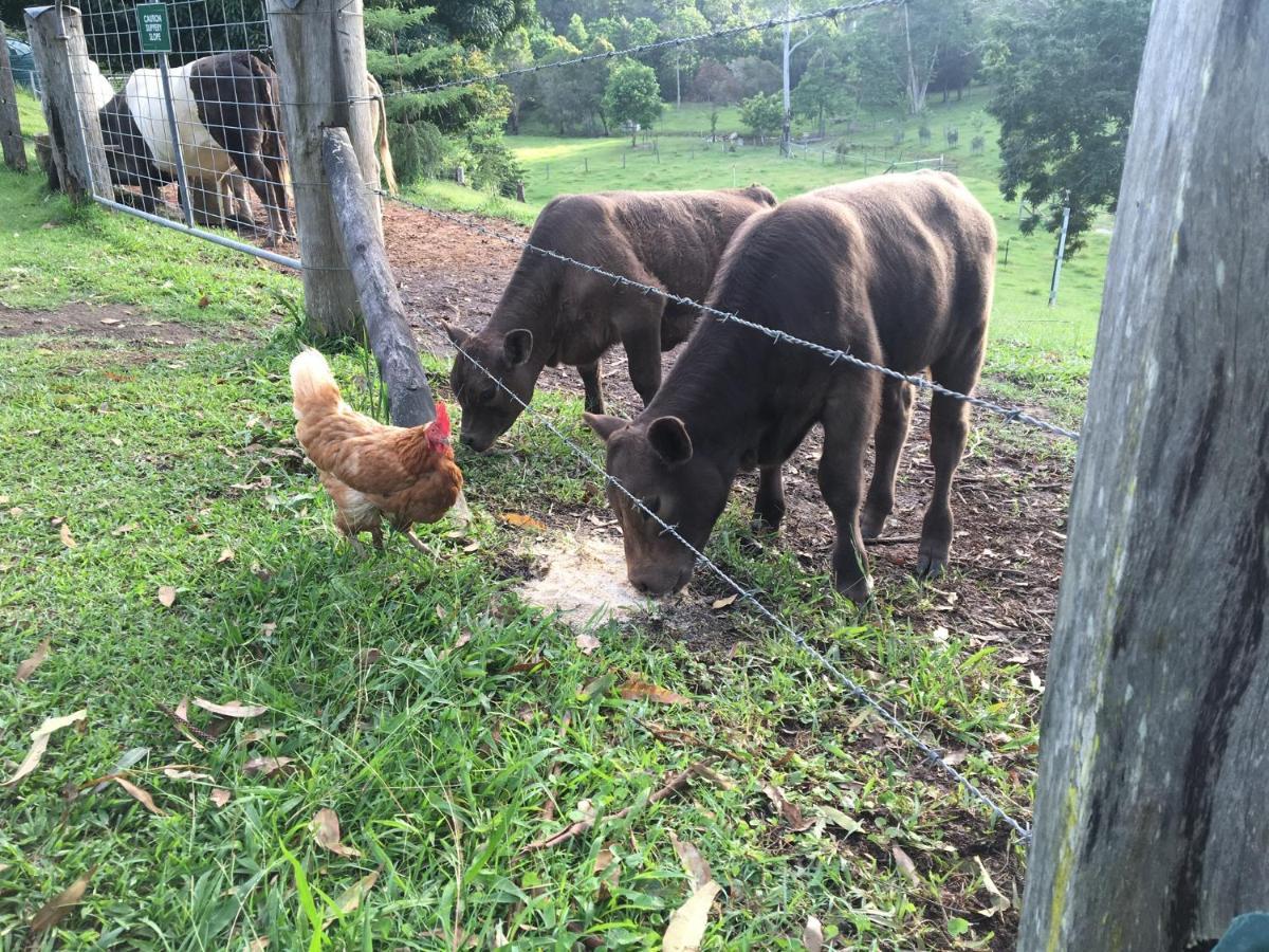 The Croft Bed And Breakfast Murwillumbah Exteriér fotografie
