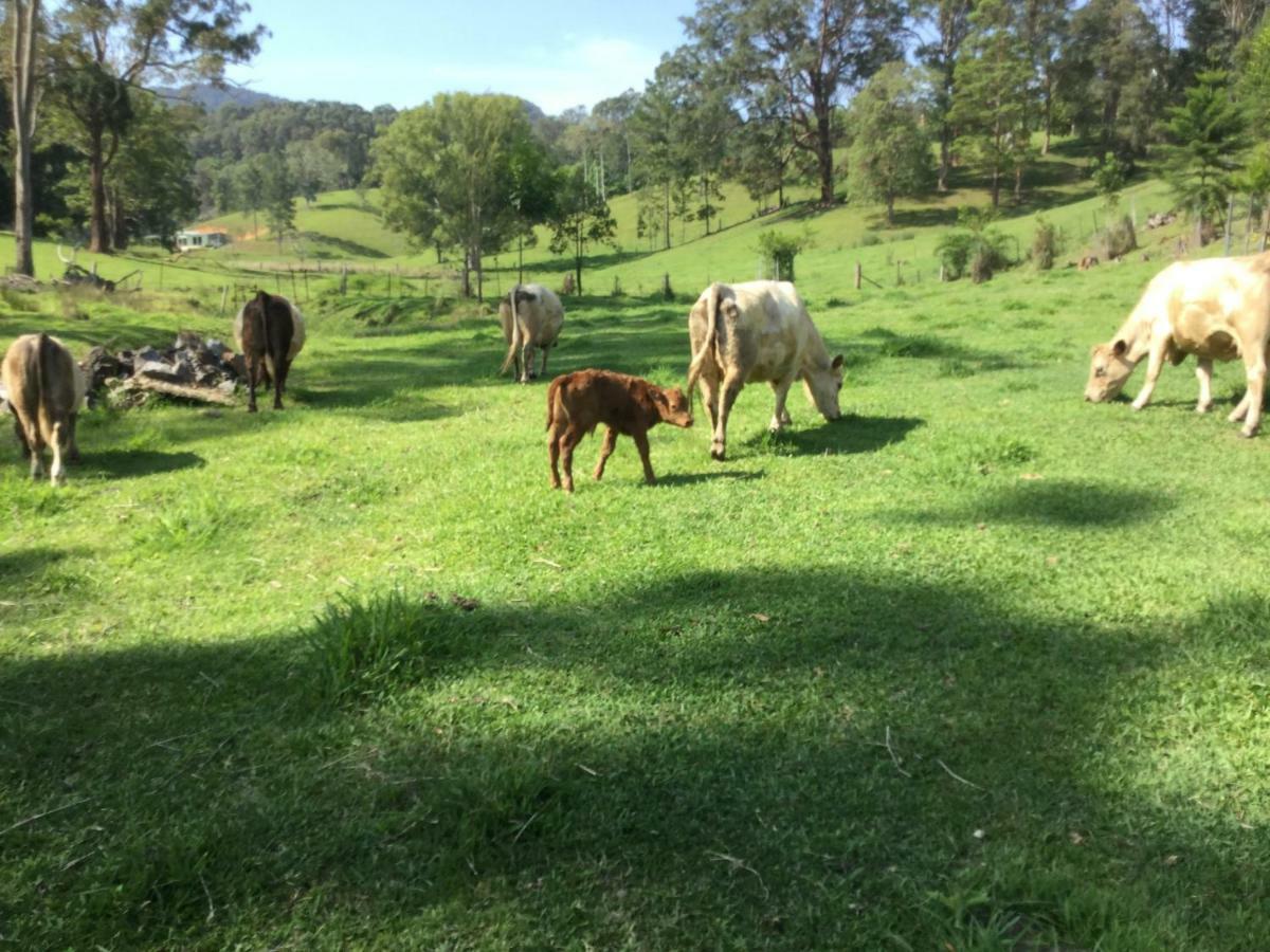 The Croft Bed And Breakfast Murwillumbah Exteriér fotografie